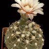 Gymnocalycium_kieslingii
